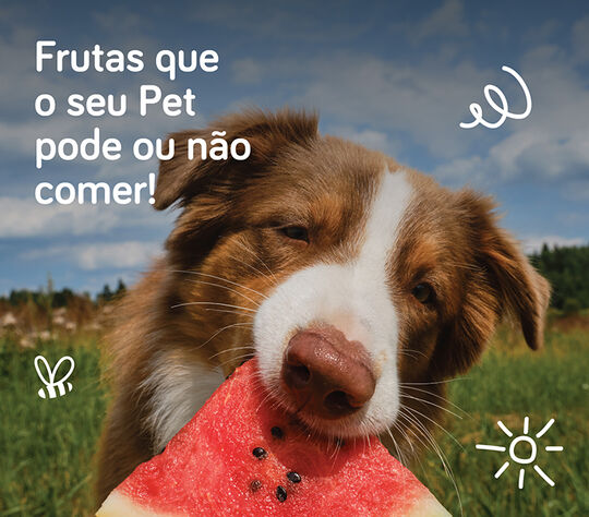 Frutas que o seu Pet pode ou não comer!